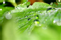 Strawberry Leaf with waterdrops. Stack of 3