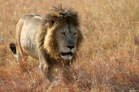 Male Lion in Masai Mara