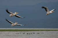 Lake Naivasha National Park
